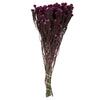 Vickerman H1COT580 16-22" Purple Orchid Cotton Phylica Flower 4-5 Oz Bundle Preserved