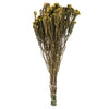 Vickerman H1COT700 16-22" Yellow Cotton Phylica Flower 4-5 Oz Bundle Preserved