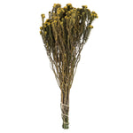 Vickerman H1COT700 16-22" Yellow Cotton Phylica Flower 4-5 Oz Bundle Preserved