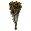 Vickerman H1COT725 16-22" Aspen Gold Cotton Phylica Flower 4-5 Oz Bundle Preserved