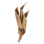 Vickerman H2CPC000-6 16 - 20" Natural Coco Paddle - Curled 6 Piece Bundle Dried