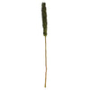 Vickerman H2CRS100-3 42-46” Basil Cierus Stem. Includes 3 Stems Per Pack Dried