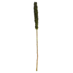 Vickerman H2CRS100-3 42-46” Basil Cierus Stem. Includes 3 Stems Per Pack Dried
