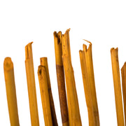 Vickerman H1ELR725 40” Aspen Gold Elephant Reed 10 Oz Bundle Dried
