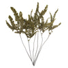 Vickerman H3FEL150 6-10"  Fern Green Fern - Felci 6 Stems Preserved