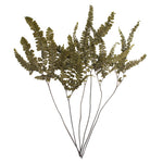 Vickerman H3FEL150 6-10"  Fern Green Fern - Felci 6 Stems Preserved