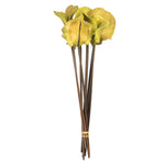Vickerman H2FRG100 15" Basil Frogs Mouth On Stems 9 Stems Dried