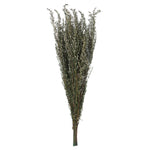 Vickerman H1GRB000 22-26" Natural White Grabia 5-6 Oz Bundle Preserved