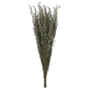 Vickerman H1GRB000 22-26