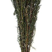 Vickerman H1GRB000 22-26
