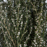Vickerman H1GRB000 22-26