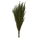 Vickerman H1GRB100 22-26" Basil Grabia 5-6 Oz Bundle Preserved