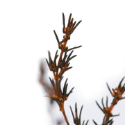 Vickerman H1GRB750 22-26