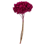 Vickerman H1HYD450 15” Merlot Hydrangea With Multiple Branch Segments. Preserved