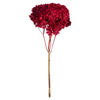 Vickerman H1HYD475 15”  Red Hydrangea With Multiple Branch Segments. Preserved