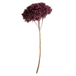 Vickerman H1HYD580 15” Purple Orchid Hydrangea With Multiple Branch Segments. Preserved