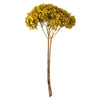 Vickerman H1HYD700 15” Yellow Hydrangea With Multiple Branch Segments. Preserved