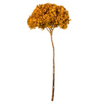 Vickerman H1HYD725 15” Aspen Gold Hydrangea With Multiple Branch Segments. Preserved