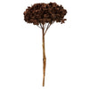 Vickerman H1HYD800 15” Brown Hydrangea With Multiple Branch Segments. Preserved