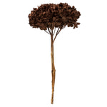 Vickerman H1HYD800 15” Brown Hydrangea With Multiple Branch Segments. Preserved