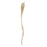 Vickerman H1KLP999 36-38" Bleached Kelp - (Sea Kelp) 1 Piece Per Pack Dried