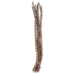 Vickerman H2LAD000 32-36" Ladder Branches Natural. Includes 7 Branches Per Pack Dried