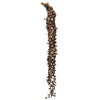 Vickerman H2LXC000 36-44" Natural Ladder Branches - Xl Curled 5 Stems Dried