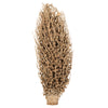 Vickerman H2OSS000 18 X 5" Natural Olympia Seed Pod - Small/Petite 1 Piece Dried