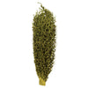 Vickerman H2OSS100 18 X 5" Basil Olympia Seed Pod - Small/Petite 1 Piece Dried