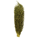 Vickerman H2OSS100 18 X 5" Basil Olympia Seed Pod - Small/Petite 1 Piece Dried