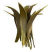 Vickerman H2PAM100-1 6-12" Basil Palm Paddles Includes 32-37 Pieces Dried