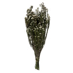 Vickerman H1PHY000 12-22" Natural White Phylica Bundle 5-6 Oz Preserved