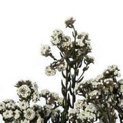 Vickerman H1PHY000 12-22