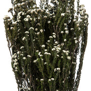 Vickerman H1PHY000 12-22