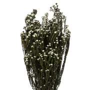 Vickerman H1PHY000 12-22