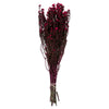Vickerman H1PHY425 12-22" Raspberry Phylica Bundle.  5-6 Oz Preserved