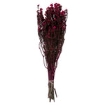 Vickerman H1PHY425 12-22" Raspberry Phylica Bundle.  5-6 Oz Preserved