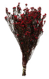 Vickerman H1PHY475 22" Natural Phylica Red Bunch Preserved