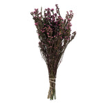 Vickerman H1PHY575 12-22" Violet Phylica Bundle  5-6 Oz Preserved