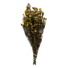 Vickerman H1PHY725 12-22" Aspen Gold Phylica Bundle 5-6 Oz Preserved