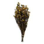 Vickerman H1PHY725 12-22" Aspen Gold Phylica Bundle 5-6 Oz Preserved