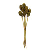 Vickerman H1PLC100 18-24" Basil Platy Cone On Reed Stem 10 Stems Dried