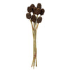 Vickerman H1PLC800 18-24” Natl. Brown Platy Cone On Reed Stem 10 Stems Dried