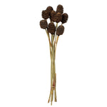 Vickerman H1PLC800 18-24” Natl. Brown Platy Cone On Reed Stem 10 Stems Dried