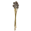 Vickerman H1PLC900 18-24” Frosted White Platy Cone On Reed Stem 10 Stems Dried