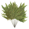 Vickerman H3PLF112 8-12" Oasis Grn Plumaria Fern Stems 6 Per Pack Preserved