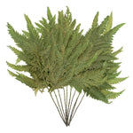 Vickerman H3PLF112 8-12" Oasis Grn Plumaria Fern Stems 6 Per Pack Preserved