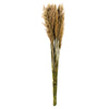 Vickerman H1PLR000 36" Ivory Plume Reed Bundle (15-20 Stems) Preserved
