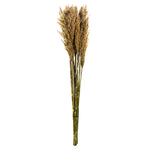 Vickerman H1PLR000 36" Ivory Plume Reed Bundle (15-20 Stems) Preserved