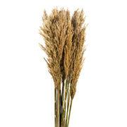Vickerman H1PLR000-2 36